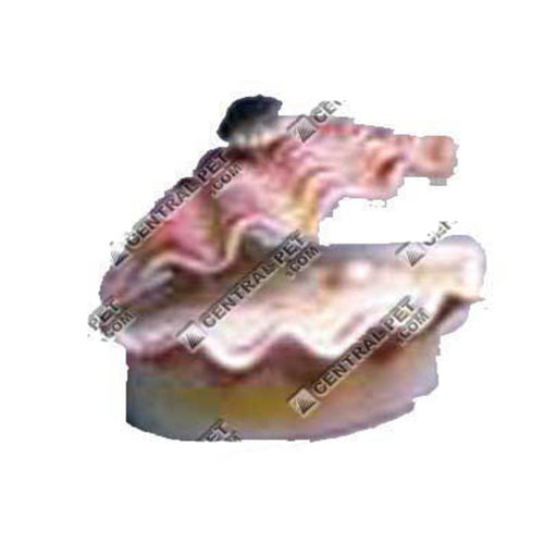 Penn-Plax Tropical Clam Air Aquarium Ornament Tropical Calm White, Pink