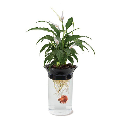 Penn-Plax Nature's Aqua Ponics Planter Betta Bowl Kit Clear, Black, Green 67.6 oz