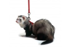 Marshall Pet Products Ferret Harness and Lead Set Red