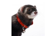 Marshall Pet Products Ferret Bell Collar Red 3/8 in
