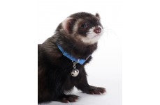 Marshall Pet Products Ferret Bell Collar Blue 3/8 in