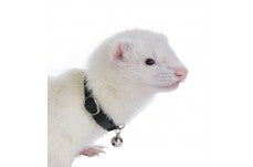 Marshall Pet Products Ferret Bell Collar Black 3/8 in