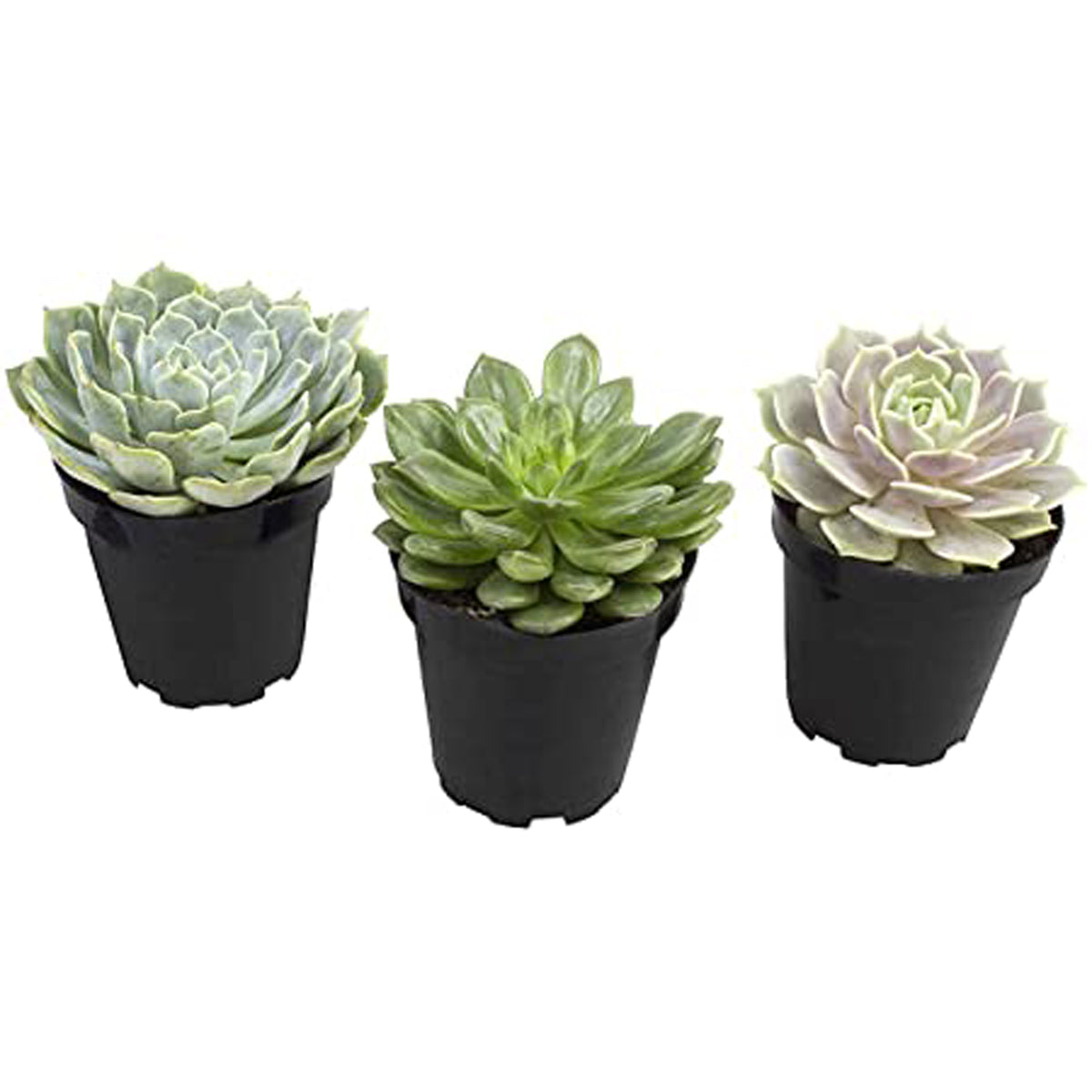 Komodo Desert Succulent Plant Yellow Green, 1ea/3 pk