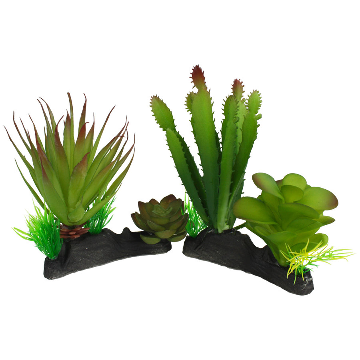 Komodo Cactus Succulent Plant 1ea/One Size