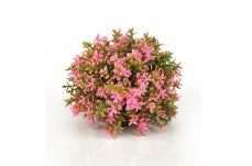 BiOrb Flower Ball Aquarium Plant Pink 4.33 in