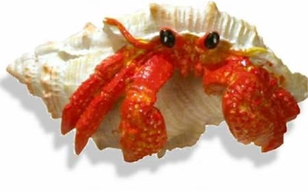 Blue Coastal Ribbon Exotic Environments Hermit Crab Pre-Pack Asst Colors