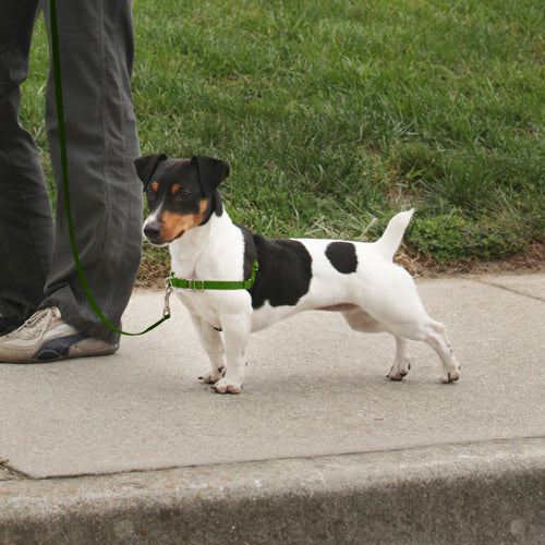 PetSafe Deluxe Easy Walk Steel Dog Harness Black, Apple Small